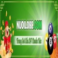 Nuoilo888com Avatar, Nuoilo888com Profilbild