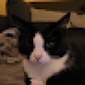 Timsolol Avatar, Timsolol Profilbild