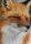 Profilbild JangoFox, Avatar