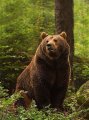 EarthBear Avatar, EarthBear Profilbild