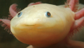 Kiyudai