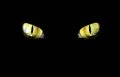 Profilbild Unknown701, Avatar